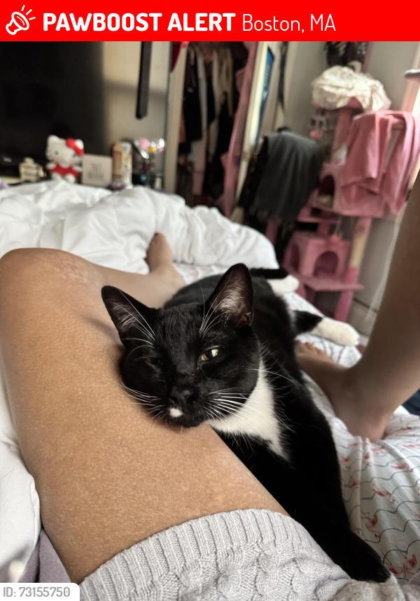 Lost Male Cat last seen Laundry mates or Jp corner store, Boston, MA 02130