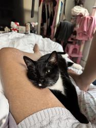 Lost Male Cat last seen Laundry mates or Jp corner store, Boston, MA 02130