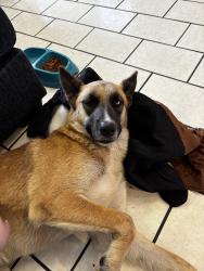 Found/Stray Unknown Dog last seen Callaghan and Presa, San Antonio, TX 78210