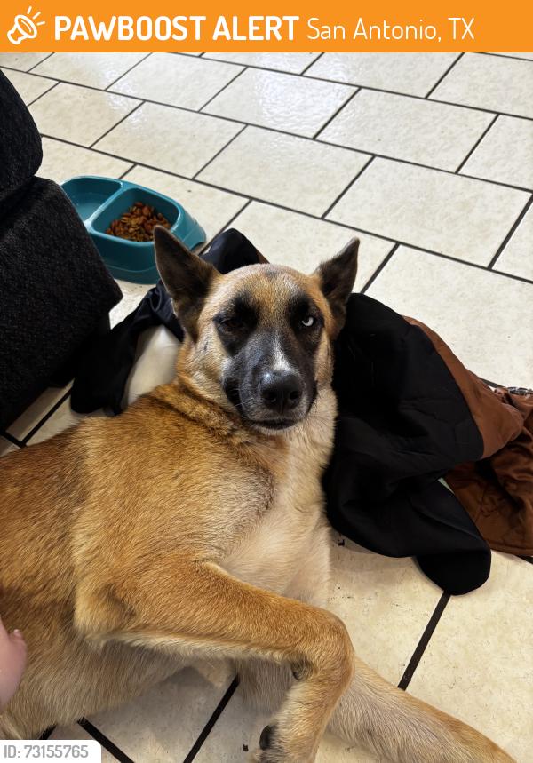 Found/Stray Unknown Dog last seen Callaghan and Presa, San Antonio, TX 78210