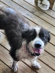 Reunited Male Dog last seen Shannon Village 3rd and C Intersection, Rome, GA 30161