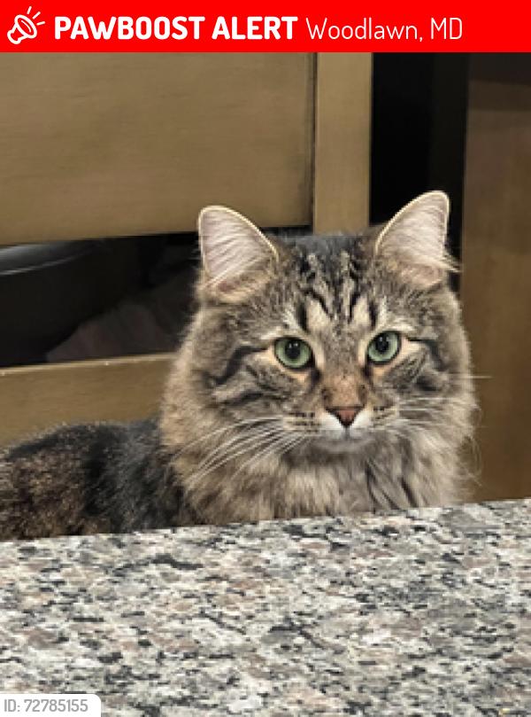 Lost Male Cat last seen Woodlands Rd across the street from the little park, Woodlawn, MD 21244