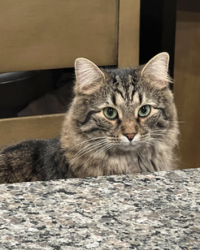 Lost Male Cat last seen Woodlands Rd across the street from the little park, Woodlawn, MD 21244