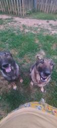 Reunited Female Dog last seen Foutain city near the duck pond, Knoxville, TN 37918