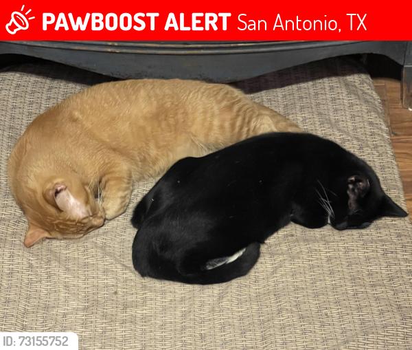 Lost Female Cat last seen Oakwood Drive San Antonio, TX, San Antonio, TX 78228