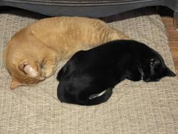 Lost Female Cat last seen Oakwood Drive San Antonio, TX, San Antonio, TX 78228