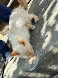 Found/Stray Unknown Cat last seen Near Hamilton and Belmont intersection, Cincinnati, OH 45224