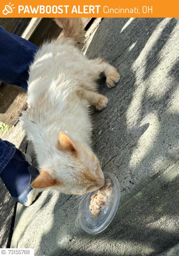 Found/Stray Unknown Cat last seen Near Hamilton and Belmont intersection, Cincinnati, OH 45224