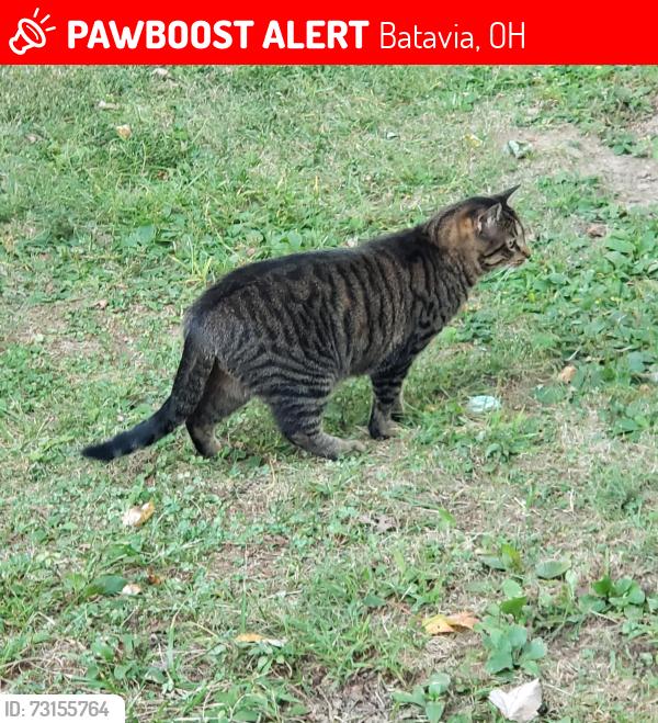 Lost Female Cat last seen Jackson pike and Clemons, Batavia, OH 45103