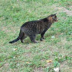 Lost Female Cat last seen Jackson pike and Clemons, Batavia, OH 45103