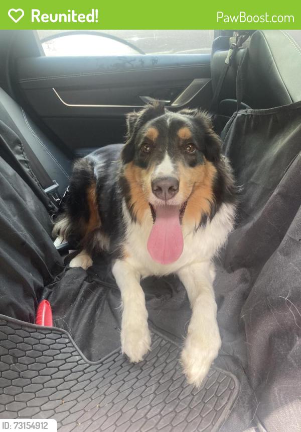 Reunited Female Dog last seen Near Delhi Rd, Cincinnati, OH 45238, Cincinnati, OH 45238