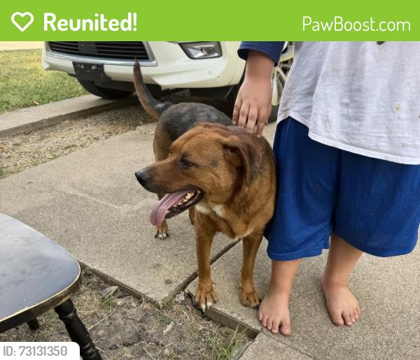 Reunited Male Dog last seen Jerri Ln, Haltom City, TX 76117