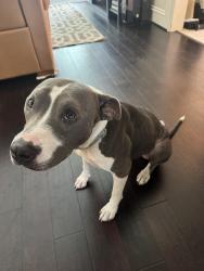 Found/Stray Female Dog last seen Winterhaven and Louetta, Harris County, TX 77070