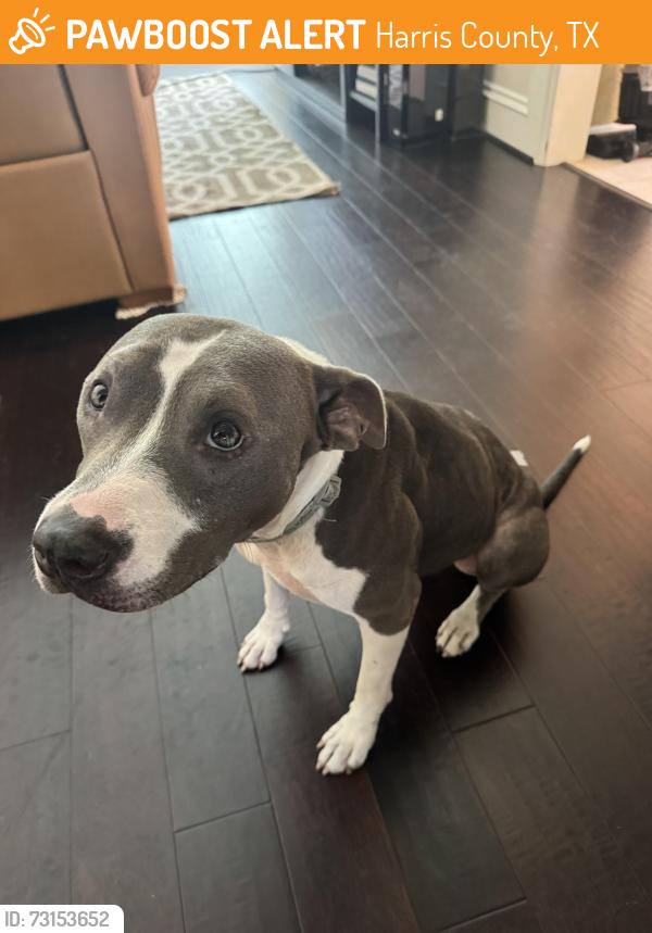 Found/Stray Female Dog last seen Winterhaven and Louetta, Harris County, TX 77070
