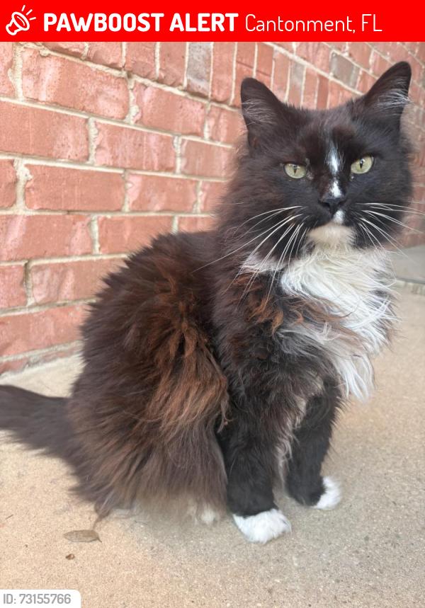 Lost Female Cat last seen Pine Forest and Nine Mile Road, Cantonment, FL 32533