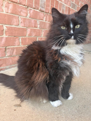 Lost Female Cat last seen Pine Forest and Nine Mile Road, Cantonment, FL 32533