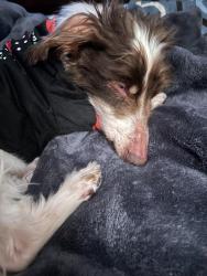 Lost Male Dog last seen Pine street &John street, Avoca, PA 18641