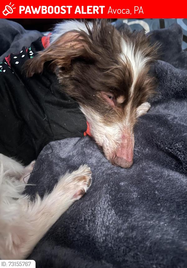 Lost Male Dog last seen Pine street &John street, Avoca, PA 18641