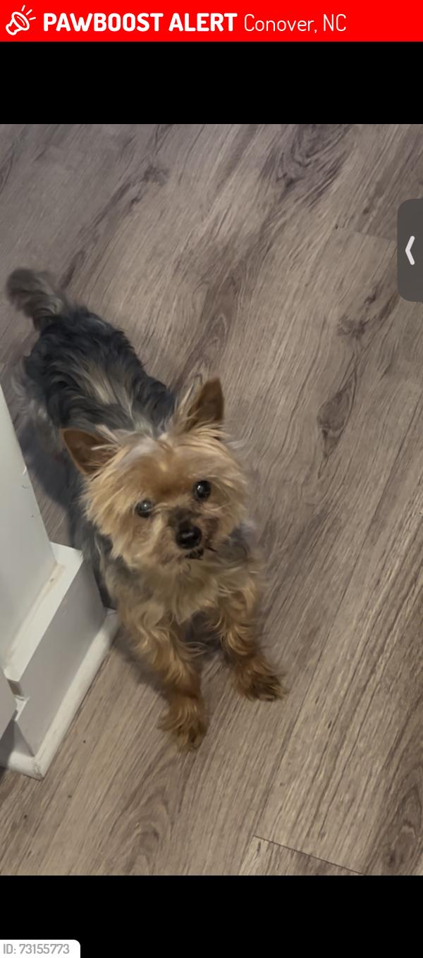 Lost Male Dog last seen Rifle range road, Conover, NC 28613