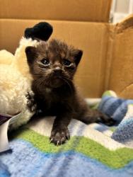 Shelter Stray Male Cat last seen unsure home or boat ramp, Crystal River, FL, 4030 S Airport Rd, Inverness, FL 34450, USA