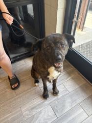Shelter Stray Female Dog last seen Near Norris Fwy, Knox County GP, TN, 3201 Division St, Knoxville, TN 37919, USA