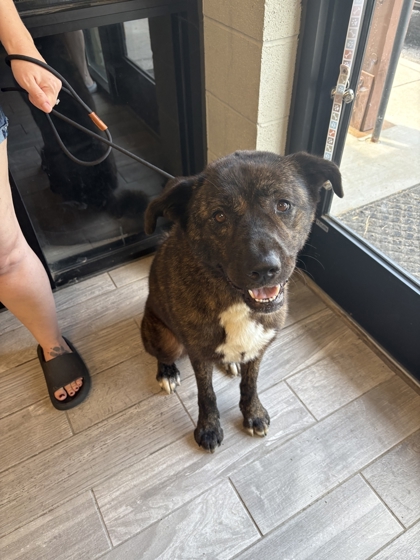 Shelter Stray Female Dog last seen Near Norris Fwy, Knox County GP, TN, 3201 Division St, Knoxville, TN 37919, USA