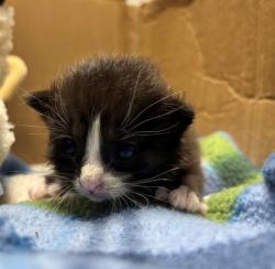 Shelter Stray Female Cat last seen unsure home or boat ramp, Crystal River, FL, 4030 S Airport Rd, Inverness, FL 34450, USA