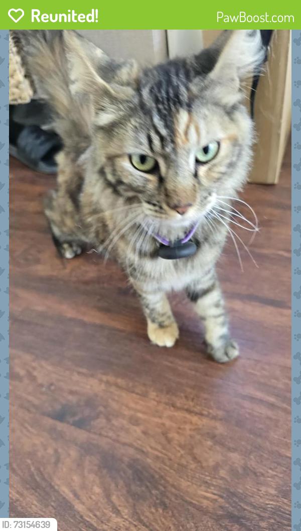 Reunited Unknown Cat last seen Camino Cristal & Falcon Hill Dr., Menifee, CA 92586