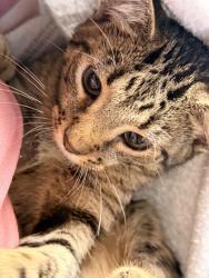 Shelter Stray Male Cat last seen Blossom Rd, Knox County GP, TN, 3201 Division St, Knoxville, TN 37919, USA