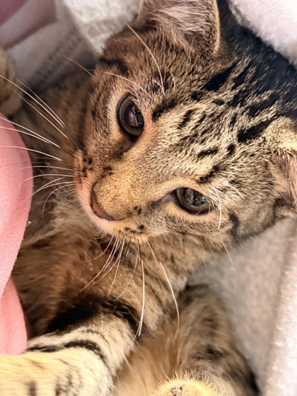 Shelter Stray Male Cat last seen Blossom Rd, Knox County GP, TN, 3201 Division St, Knoxville, TN 37919, USA