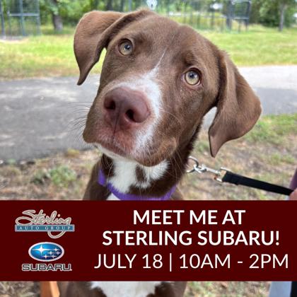 Shelter Stray Male Dog last seen Cecilia CT & Edelweiss, City of College Station, TX, 5359 Leonard Rd, Bryan, TX 77807, USA