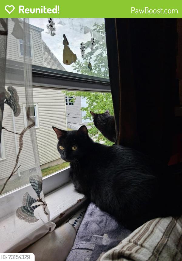 Reunited Female Cat last seen West boylston street Post office, Worcester, MA 01606