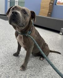 Shelter Stray Female Dog last seen fm 78 & manderly place, Zone 3, TX, 8755 Farm to Market 1516, Converse, TX 78109, USA