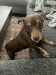 Found/Stray Female Dog last seen Roddfield and Saratoga Corpus Christi, Corpus Christi, TX 78414