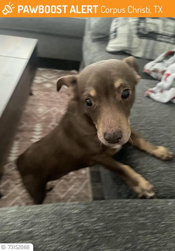 Found/Stray Female Dog last seen Roddfield and Saratoga Corpus Christi, Corpus Christi, TX 78414