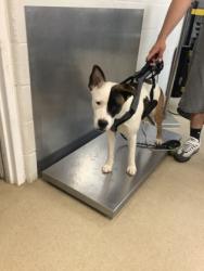 Shelter Stray Female Dog last seen Near WILKES DR, East District, TX, 355 Hillshire Dr, Haslet, TX 76052, USA