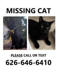 Reunited Male Cat last seen Piedmont and Monroe, Atlanta, GA 30324
