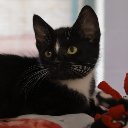 Shelter Stray Female Cat last seen Near Stonewood Crossing, Sun Prairie, City of, WI, 5132 Voges Rd, Madison, WI 53718, USA