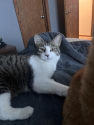 Reunited Male Cat last seen 240th st. & Iberia Eureka twp, Lakeville, MN 55044