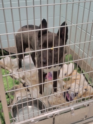 Shelter Stray Male Dog last seen 96th St and Covington Blvd, HC Strays by Out of County Residents, IN, 10501 Hague Rd, Fishers, IN 46038, USA