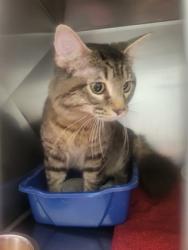 Shelter Stray Unknown Cat last seen 106th St and Windemere Blvd, Carmel City, IN, 10501 Hague Rd, Fishers, IN 46038, USA