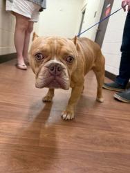 Shelter Stray Male Dog last seen Near mast dr, 70802, LA, 2550 Gourrier Ave, Baton Rouge, LA 70820, USA