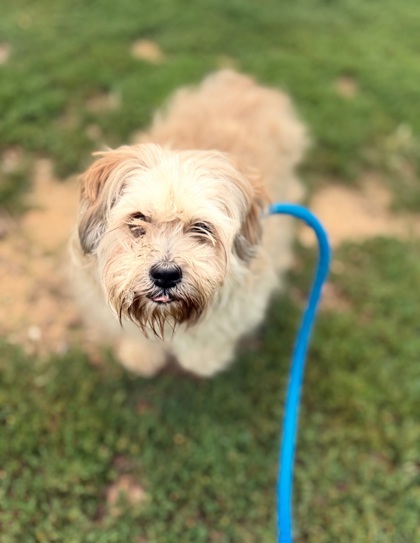 Shelter Stray Female Dog last seen 2601a E Baltimore St, 21231, MD, 301 Stockholm St, Baltimore, MD 21230, USA