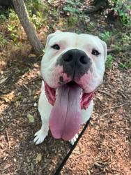Shelter Stray Male Dog last seen Near E 32nd St, 21218, MD, 301 Stockholm St, Baltimore, MD 21230, USA
