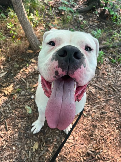 Shelter Stray Male Dog last seen Near E 32nd St, 21218, MD, 301 Stockholm St, Baltimore, MD 21230, USA