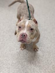 Shelter Stray Female Dog last seen Near Rutland Ave, Baltimore, MD 21213, 21213, MD, 301 Stockholm St, Baltimore, MD 21230, USA