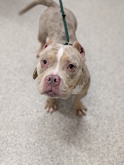 Shelter Stray Female Dog last seen Near Rutland Ave, Baltimore, MD 21213, 21213, MD, 301 Stockholm St, Baltimore, MD 21230, USA