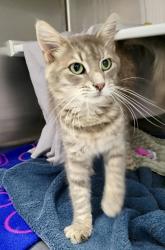 Shelter Stray Female Cat last seen Near Groveland Ave, 21215, MD, 301 Stockholm St, Baltimore, MD 21230, USA