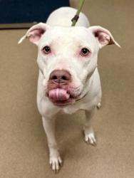 Shelter Stray Female Dog last seen Near Rainbow Forest Circle, 30034, GA, 3280 Chamblee Dunwoody Rd, Chamblee, GA 30341, USA