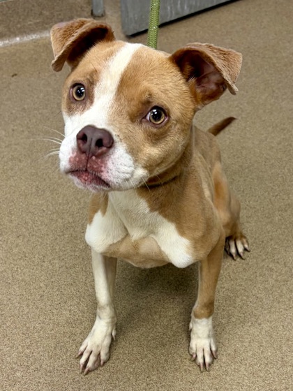 Shelter Stray Female Dog last seen Near TREE VIEW COURT, 30038, GA, 3280 Chamblee Dunwoody Rd, Chamblee, GA 30341, USA